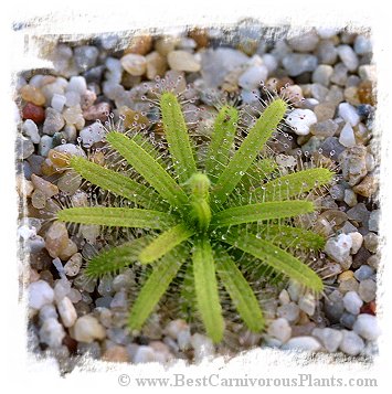 Drosera cistiflora {Salmon Flower, Cederberg, Republic of South Africa} (10 seeds)