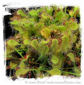 Drosera collinsiae {Fary Land, South Africa} (20 seeds)
