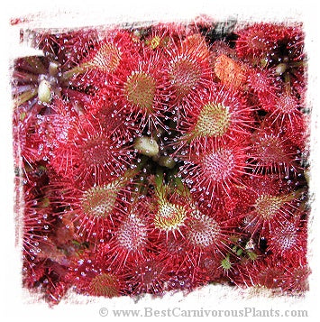 Drosera esmeraldae {Cerro Duida, Venezuela} / 2+ plants