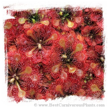 Drosera esmeraldae {Cerro Duida, Venezuela} / 2+ plants *BCP Import*