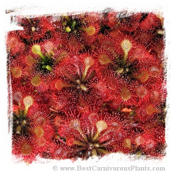 Drosera esmeraldae {Cerro Duida, Venezuela} / 2+ plants *BCP Import*