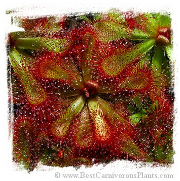 Drosera esterhuyseniae x Drosera slackii [breed by Andreas Fleischmann] / 2+ plants