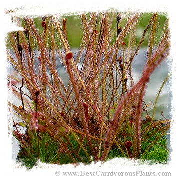 Drosera floridana {all red, north of Greenhead, Washington Co., Florida, USA} / 2+ plants