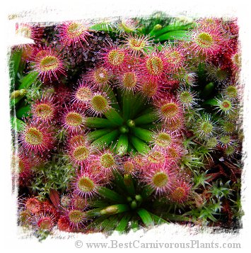 Drosera fulva {plant rossettes to 6 cm in diam., traps red, scapes >45cm tall, flowers dark pink; east of Girraween Lagoon, N.T.} / 1+ plants