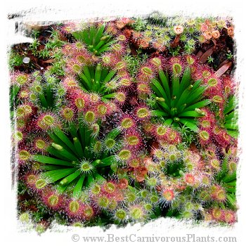 Drosera fulva {plant rossettes to 6 cm in diam., traps red, scapes >45cm tall, flowers dark pink; east of Girraween Lagoon, N.T.} / 1+ plants *BCP Import* *Bonus Eligible*