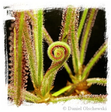 Drosera spiralis / 1+ plant