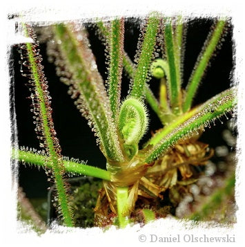 Drosera spiralis / 1+ plant *BCP Import*