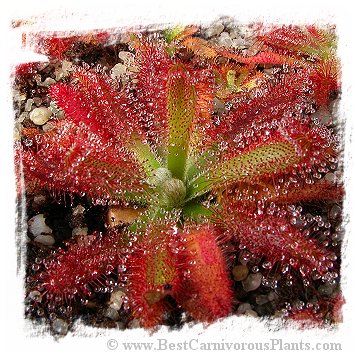 Drosera graomogolensis {Itacambira, MG, Brazil} / 2+ plants *BCP Import* *Bonus Eligible*