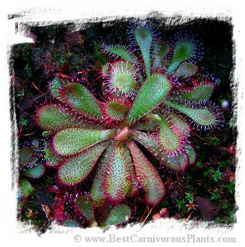 Drosera hamiltonii / 2+ plant *BCP Import*