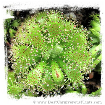 Drosera hirticalyx {Mt. Roraima, Venezuela} / 1+ plants