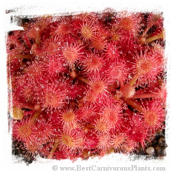 Drosera kaieteurensis {Churi Tepui, Chimanta Massif} / 3+ plants