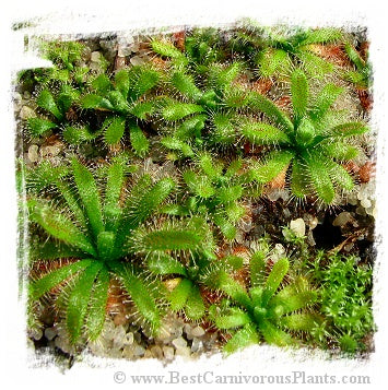 Drosera montana var. schwackei {Diamantina, Minas Gerais State, Brazil} / 2+ plants *BCP Import*