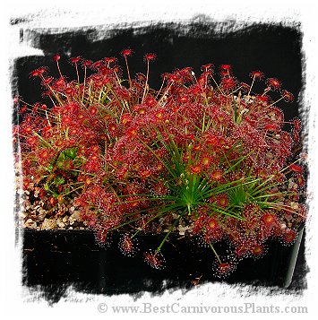 Drosera paradoxa {white, 'Type form', Lady Dreaming, Arnhemland, NT., Australia} / 2+ plants