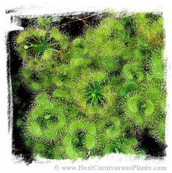 Drosera peltata {pink flower} (25 seeds)