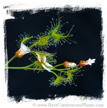 Drosera peltata {white flower, Bendigo, Australia} (15 seeds)