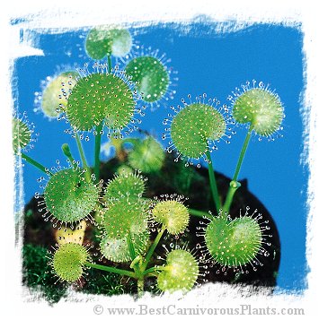 Drosera prolifera / 3+ plants *BCP Import* *Bonus Eligible*