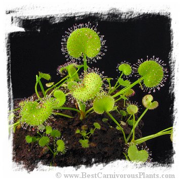 Drosera prolifera / 3+ plants *BCP Import* *Bonus Eligible*
