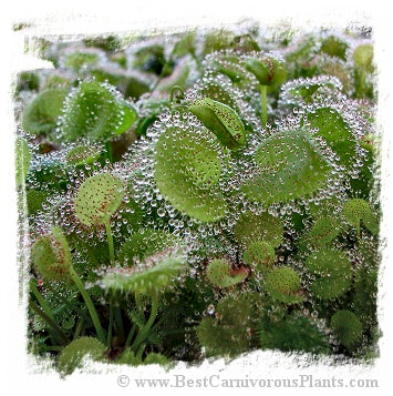 Drosera prolifera / 3+ plants *BCP Import* *Bonus Eligible*