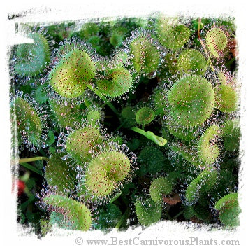Drosera prolifera / 3+ plants *BCP Import* *Bonus Eligible*