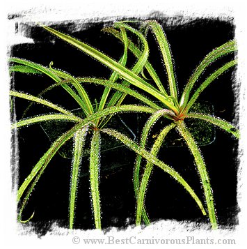 Drosera regia / 2+ plants *BCP Import*
