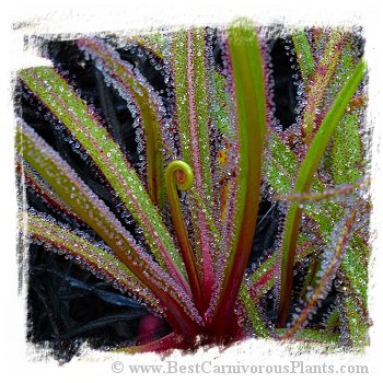 Drosera regia / 2+ plants *BCP Import*