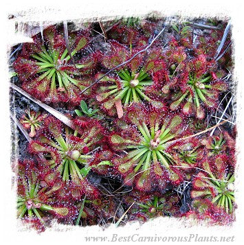 Drosera roraimae {lowland Gran Sabana under Akopan Tepui, Chimanta massif, Venezuela} / 2+ plants