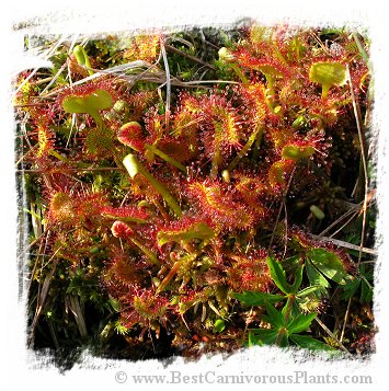 Drosera rotundifolia {Lake Placid, Essex County, New York, USA} (25 seeds)