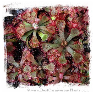 Drosera rubrifolia / 3+ plants *BCP Import*