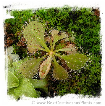 Drosera schizandra {clone 14, Mount Bartle Frere, Cairns Region, Queensland, Australia} / 2+ plants *BCP Import*
