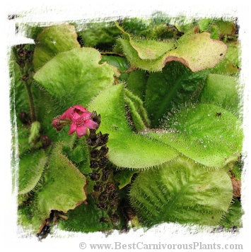 Drosera schizandra {clone 15, Mount Bartle Frere, Cairns Region, Queensland, Australia} / 2+ plants *BCP Import*