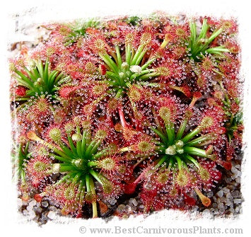 Drosera solaris {Mt Maringma-tepui, Pakaraima Mountains, Guyana} / 2+ plants