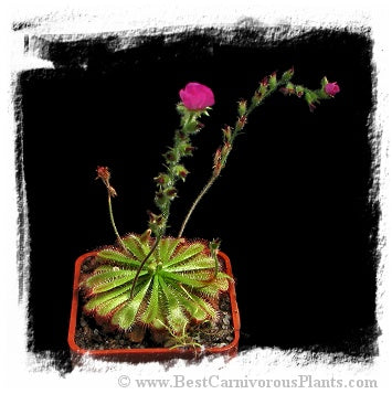Drosera spathulata var. gympiensis {hairy sepals, Gympie, QLD, Australia } (15 seeds)