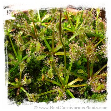 Drosera stenopetala {Tararua Ranges, New Zealand} / 2+ plants *BCP Import* *Bonus Eligible*