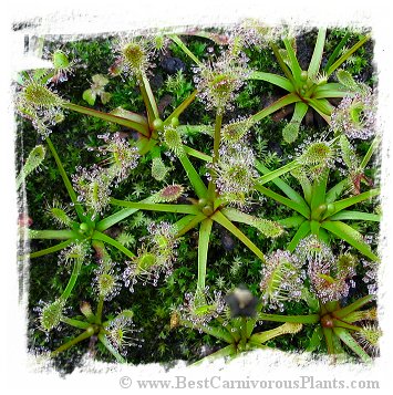 Drosera stenopetala {Tararua Ranges, New Zealand} / 2+ plants *BCP Import* *Bonus Eligible*