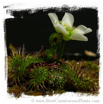 Drosera uniflora {Alerce Costero, Chile, 300-900m} / 3+ plants *BCP Import*