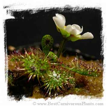 Drosera uniflora {Alerce Costero, Chile, 300-900m} / 3+ plants