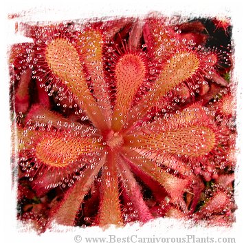 Drosera venusta (15 seeds)