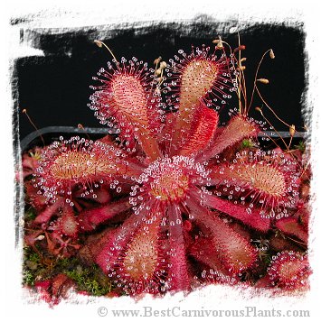 Drosera venusta (15 seeds) *BCP Import*