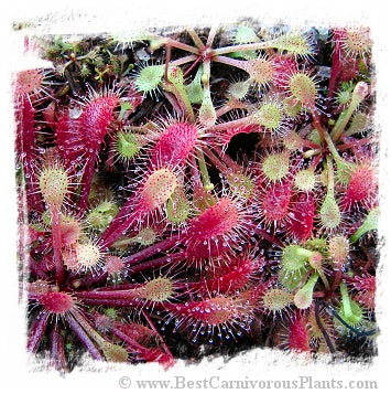 Drosera viridis {Serra de Ponta Grossa, Parana State, Brazil} / 2+ plants *BCP Import*