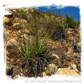 Drosophyllum lusitanicum {near Alcala de los Gazules, Andalusia, Spain} (6 seeds) *BCP Import*