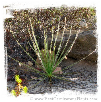 Drosophyllum lusitanicum {near Cortes de la Frontera, Andalusia, Spain} (6 seeds)