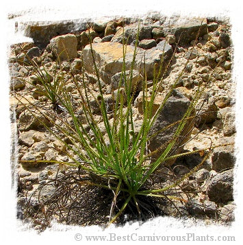 Drosophyllum lusitanicum {near Alcala de los Gazules, Andalusia, Spain} (6 seeds)