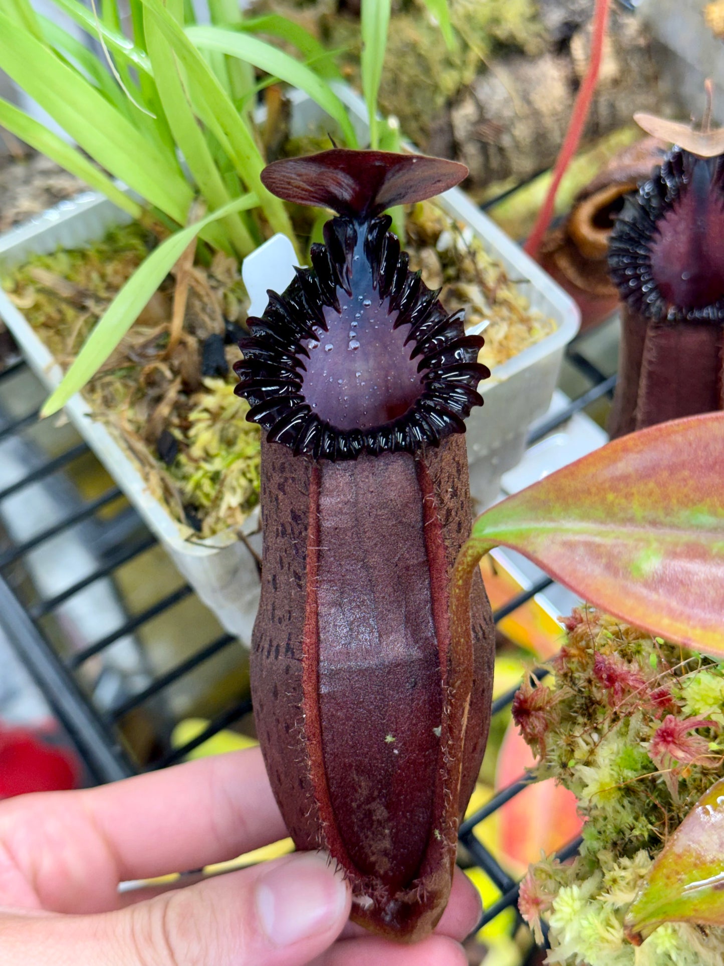 Nepenthes hamata x edwardsiana