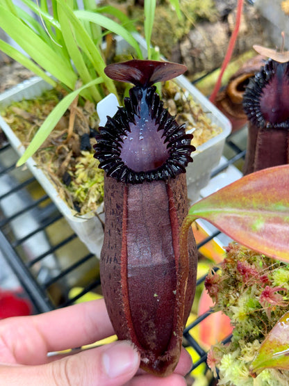 Nepenthes hamata x edwardsiana