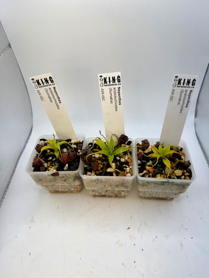 Nepenthes aristolochioides Sumatra