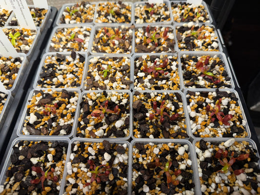 Nepenthes edwardsiana (Tambuyukon)