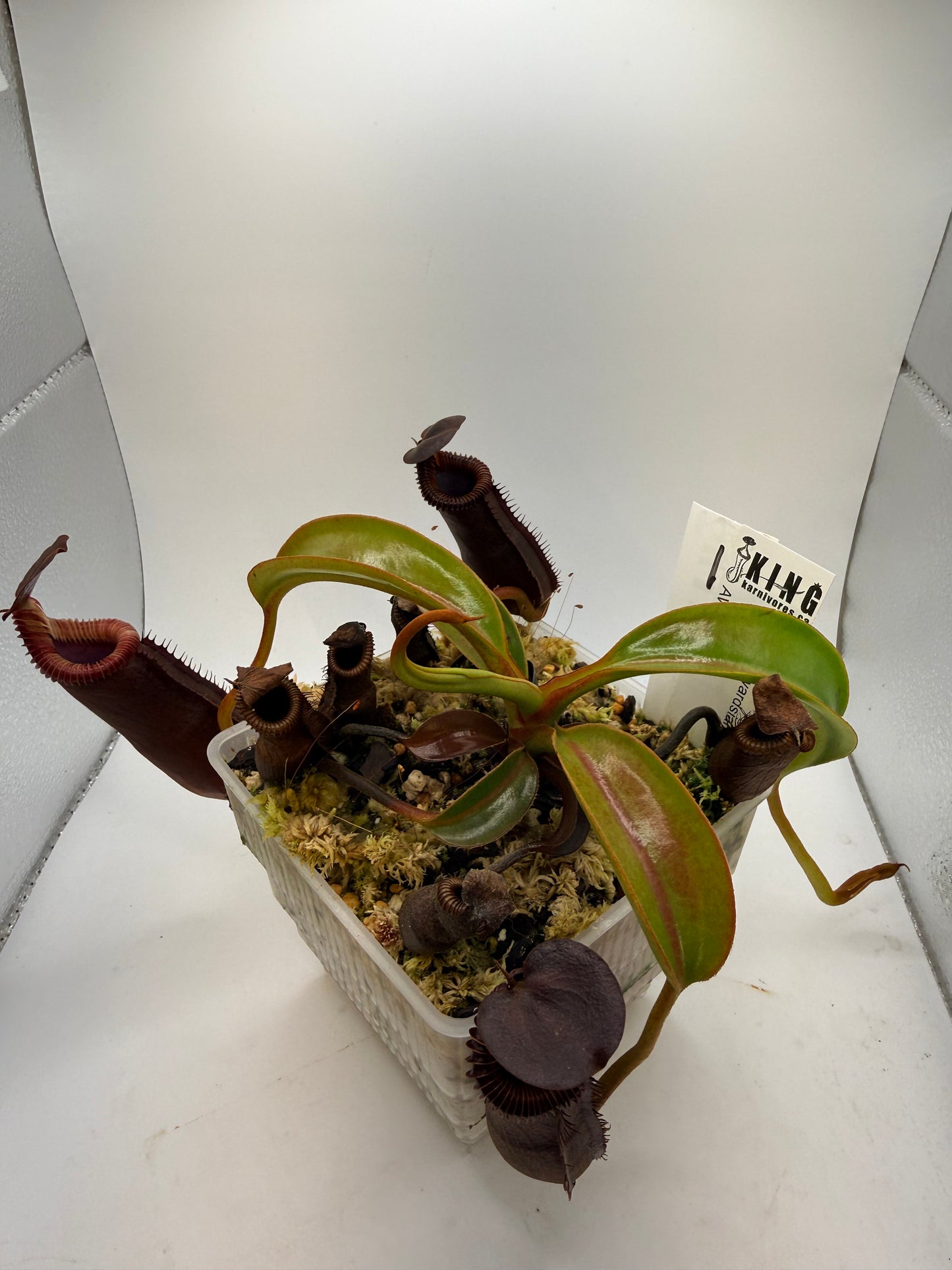 Nepenthes lowii x edwardsiana