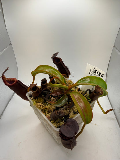 Nepenthes lowii x edwardsiana