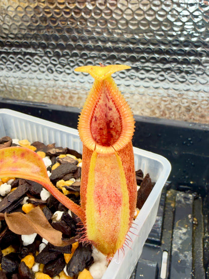 Nepenthes robcantleyi x diabolica