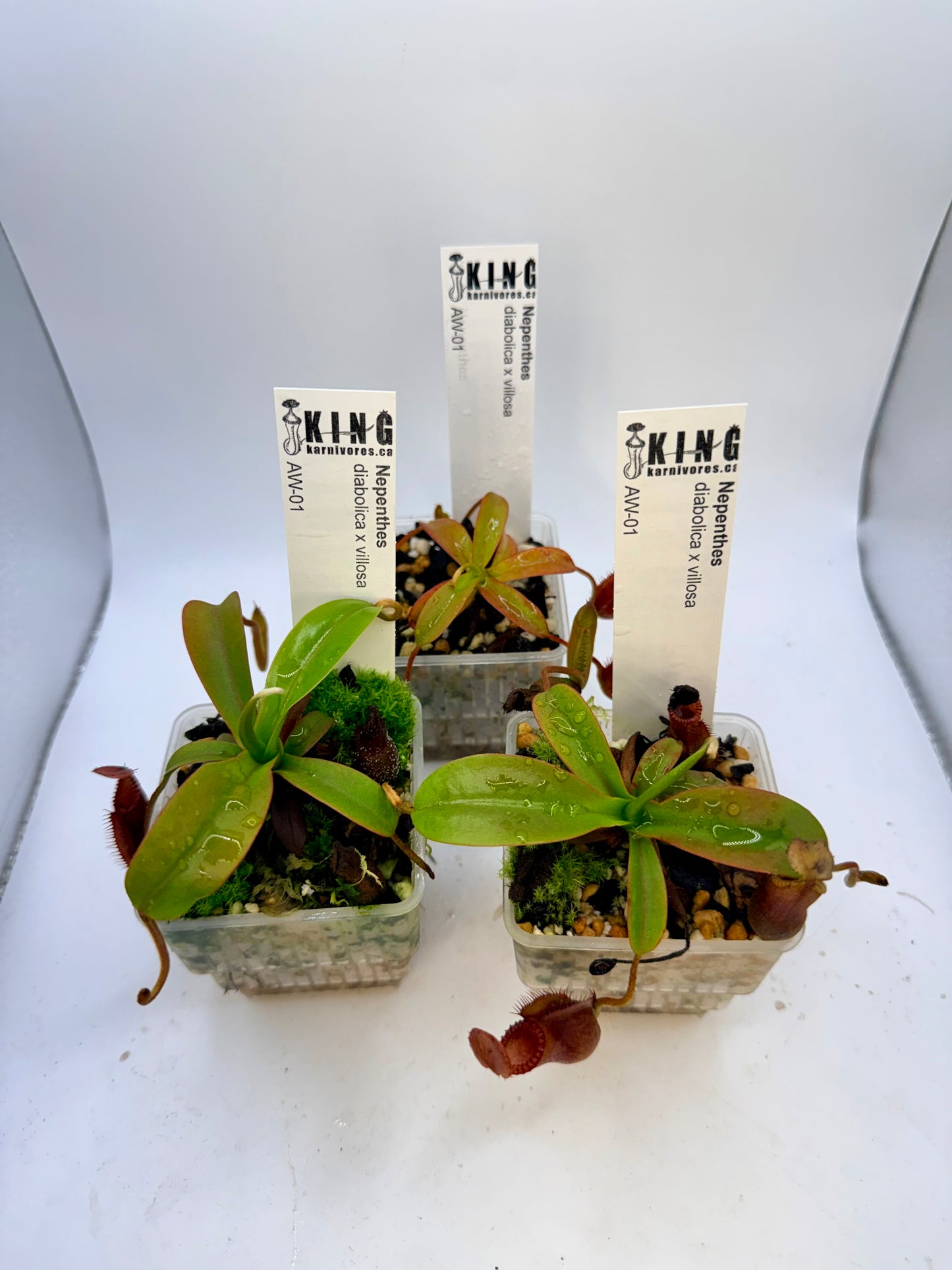 Nepenthes diabolica x villosa